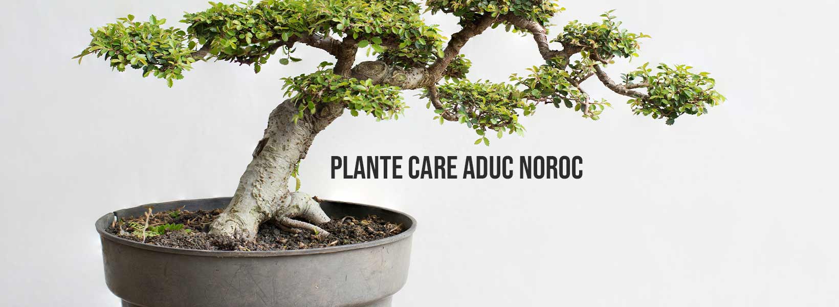 plante care aduc noroc