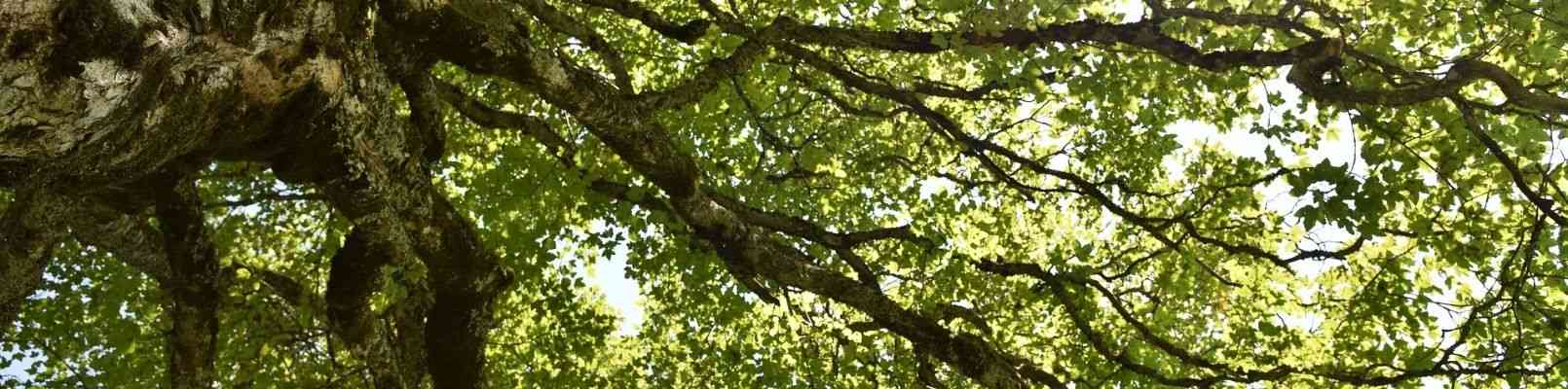 horoscop arboricol 2021 lista