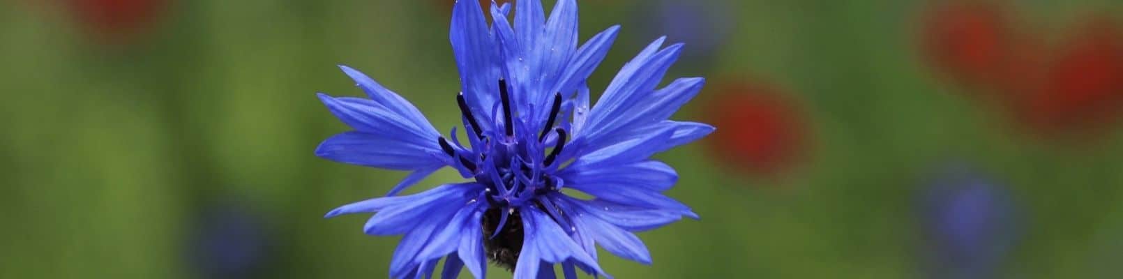 zodiac floral albastrele casino