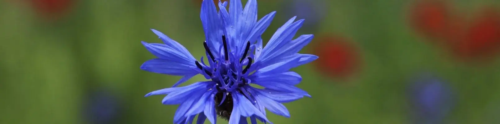 zodiac floral albastrele casino