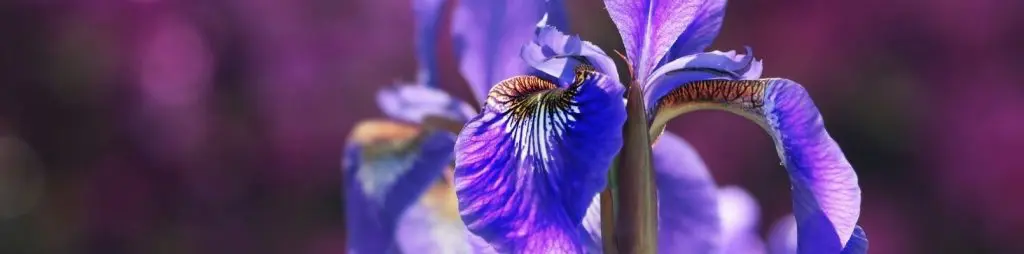zodiac flori iris