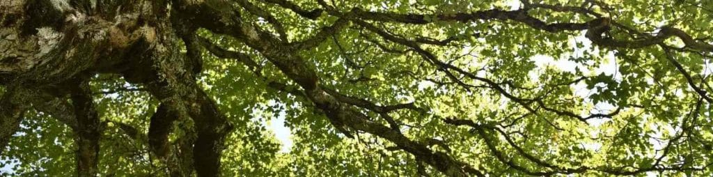 horoscop arboricol banner
